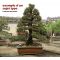 Pinus thunbergii "kotobuki" 25-30 cm