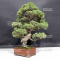 Juniperus chinensis itoigawa 1907197