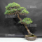 Pinus  pentaphylla ref: 19050202