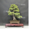 Pinus pentaphylla ref : 26050202