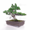VENDU Pinus pentaphylla du Japon ref: 16020213