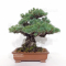 VENDU Pinus pentaphylla ref: 16020214