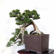 juniperus chinensis itoigawa ref:20020214