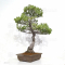 VENDU Pinus pentaphylla 23020211