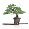juniperus rigida ref 23020212