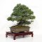 Pinus pentaphylla ref : 26030212