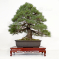 Pinus pentaphylla ref : 26030211