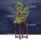VENDU Juniperus chinensis itoigawa ref: 06052128