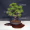 VENDU juniperus chinensis itoigawa ref 060502127