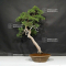 VENDU Juniperus chinensis itoigawa ref:19040194