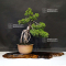 juniperus chinensis 25060216