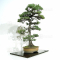 VENDU Pinus parviflora ref: 110202124