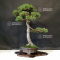 VENDU Pinus pentaphylla ref:25060215