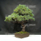 Pinus pentaphylla ibocan 19100184