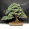 Pinus pentaphylla ref: 02070217
