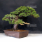 Pinus pentaphylla ref: 04060217
