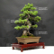 Pinus pentaphylla horai ref: 09070213