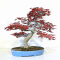 VENDU Acer palmatum deshojo23040212