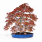 Acer palmatum deshojo 23040214