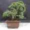 juniperus chinensis itoigawa 12090204