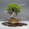 PT juniperus chinensis itoigawa 30070217