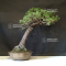 Pinus pentaphylla du Japon ref :17090212