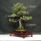 Pinus pentaphylla 17090215