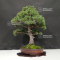 VENDU Pinus pentaphylla kokonoe 5110213