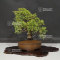 VENDU juniperus chinensis itoigawa 05110214