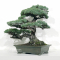 Pinus pentaphylla du Japon 12110218