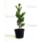 pinus pentaphylla variété "schoon's bonsai" pot 2.
