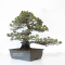 Pinus pentaphylla 24010222