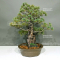 Pinus pentaphylla ref: 18020221