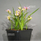 rhodohypoxis "fairy kisses" pot 1,4 litre