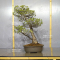 Pinus pentaphylla variété zuisho ref:11040222