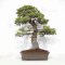 Pinus pentaphylla 07040221