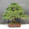 Pinus pentaphylla ref : 28070221