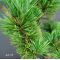 Pinus parviflora var. pentaphylla