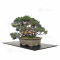 Juniperus chinensis itoigawa 27100227