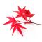 Acer palmatum DESHOJO de bouture 3l