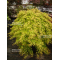 acer palmatum golden falls