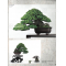 BONSAI FOCUS N° 127