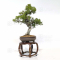 juniperus chinensis itoigawa ref : 03030231