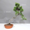 VENDU juniperus chinensis itoigawa ref 30080234