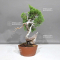 juniperus chinensis itoigawa ref 30080236