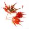 Acer palmatum emerald lace en godet