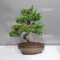 juniperus chinensis itoigawa ref : 08090232