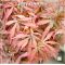 Acer palmatum jerry schwartz  in plastic pot