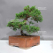 VENDU juniperus chinensis itoigawa ref : 08090239