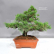 vendu juniperus chinensis itoigawa ref : 080902310